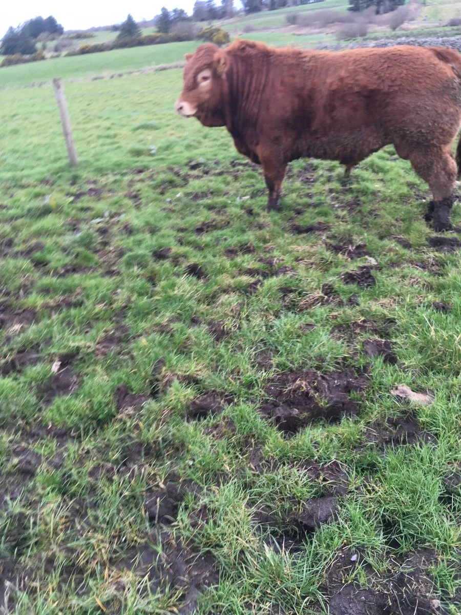 Pedigree registered Limousin bulls - Image 3