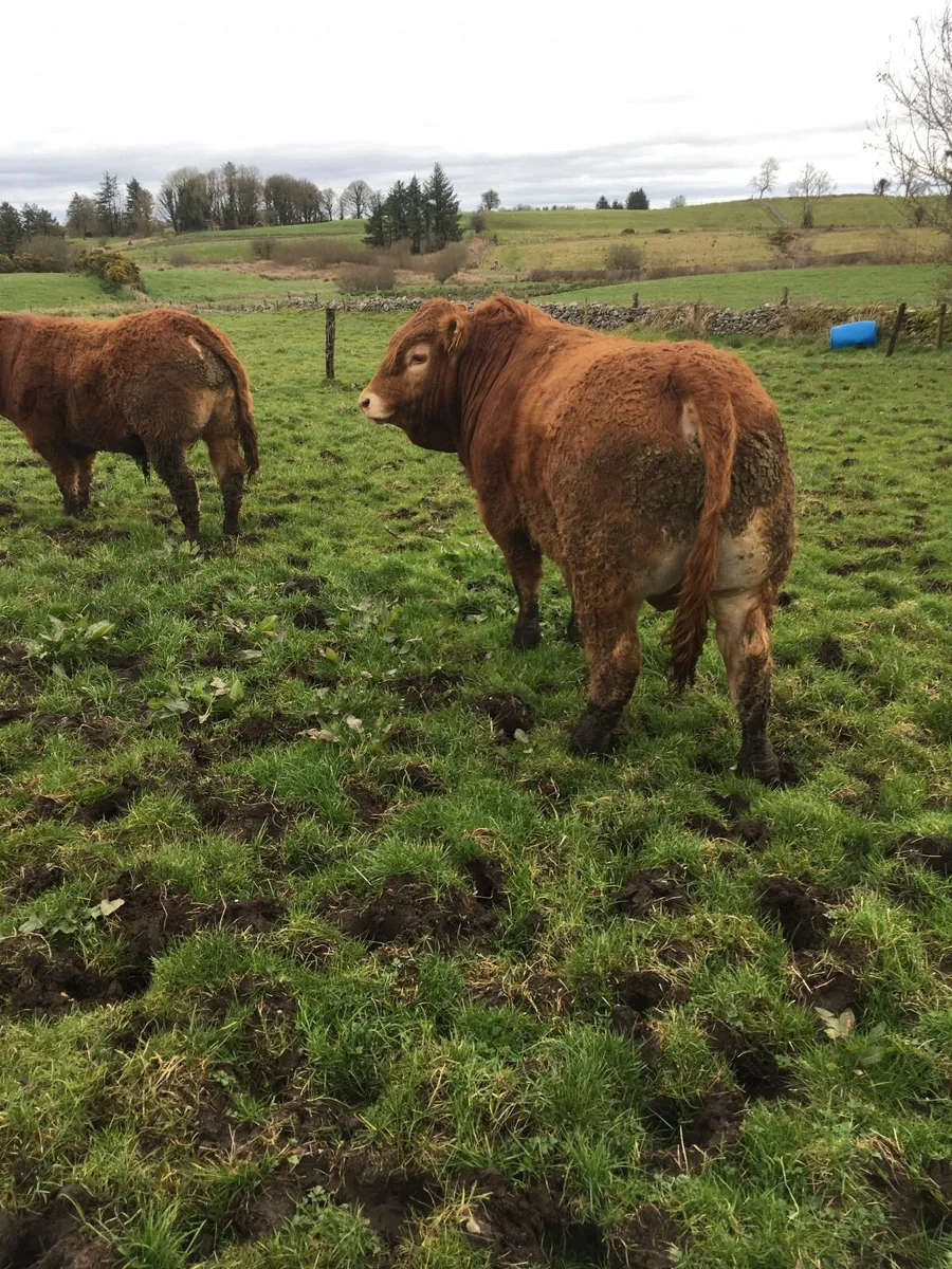 Pedigree registered Limousin bulls - Image 4