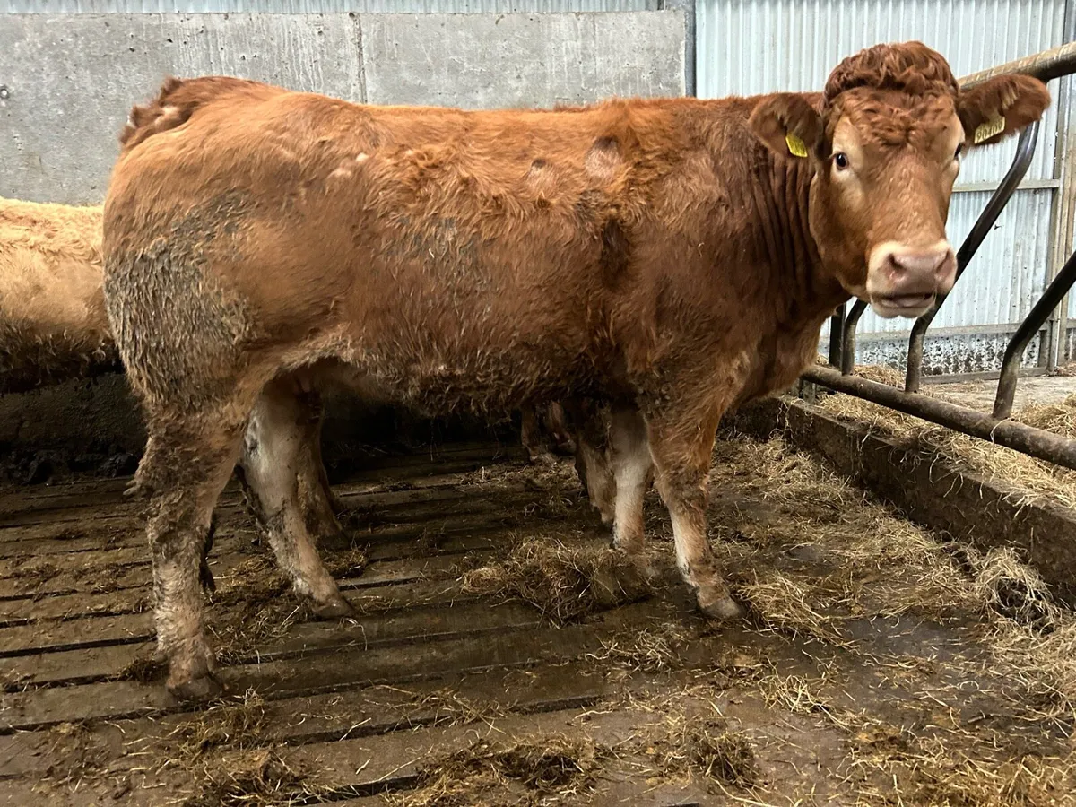 20first and second limousine incalf sucklers - Image 4