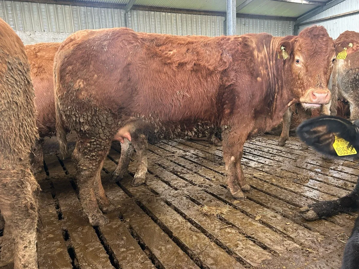 40 first and second limousine incalf sucklers - Image 3