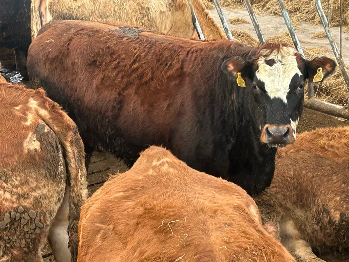 40 first and second limousine incalf sucklers - Image 4