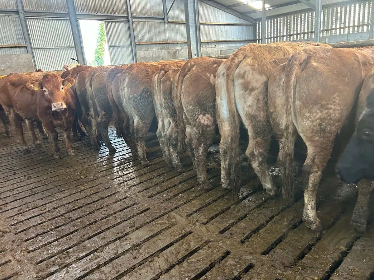 40 first and second limousine incalf sucklers - Image 1