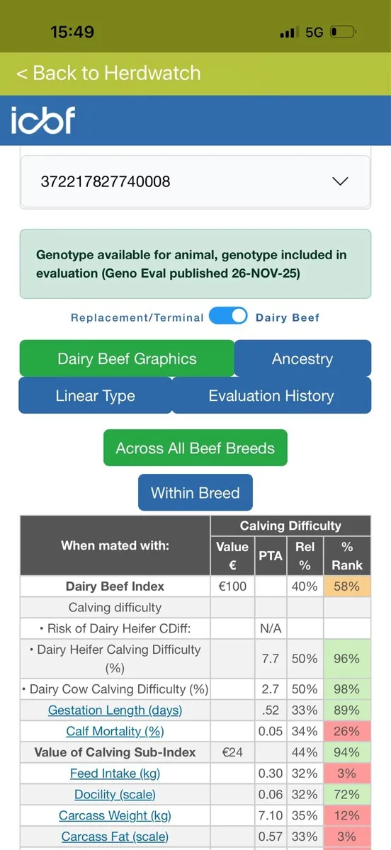 Pedigree Angus bull - Image 3
