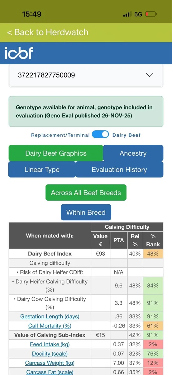 Pedigree Angus bull - Image 4