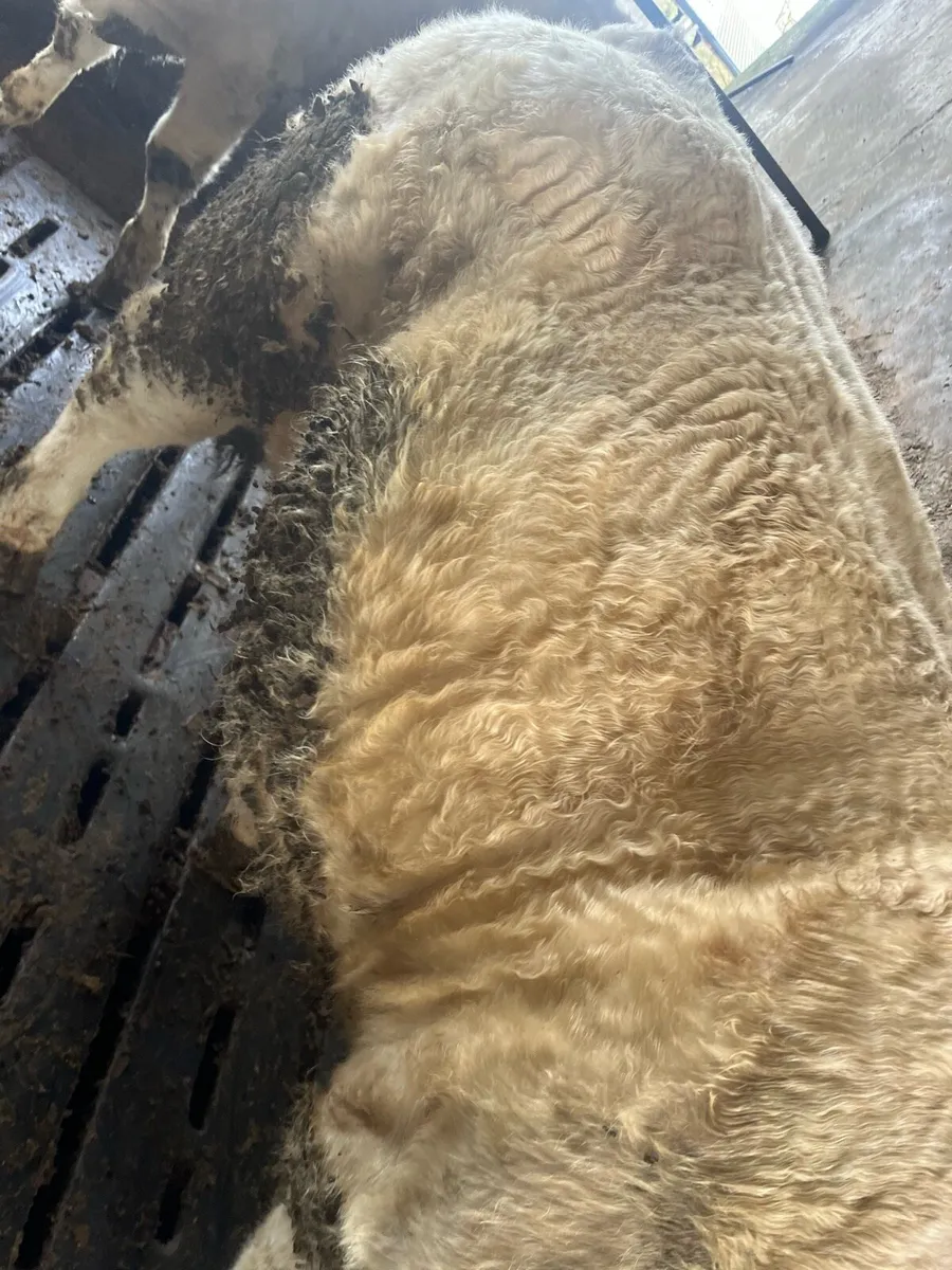 5 ⭐️ pedigree Charolais Bull - Image 2