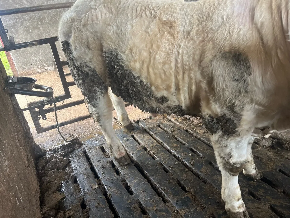 5 ⭐️ pedigree Charolais Bull - Image 4