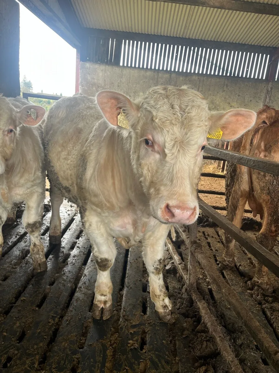 5 ⭐️ pedigree Charolais Bull - Image 1