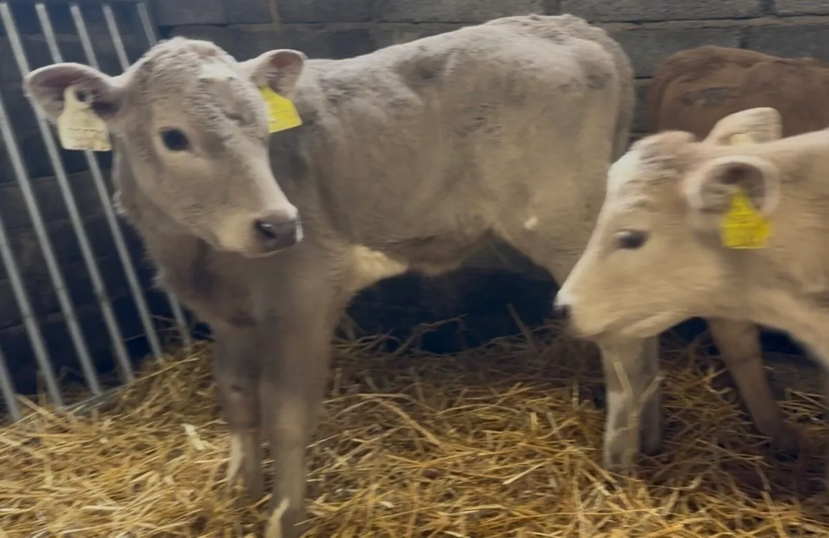 3 char heifer calves - Image 4