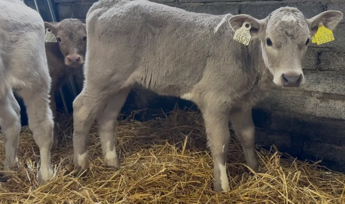 3 char heifer calves - Image 1