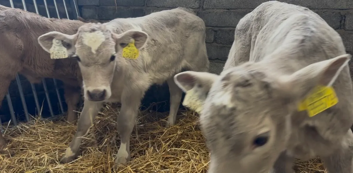3 char heifer calves - Image 2