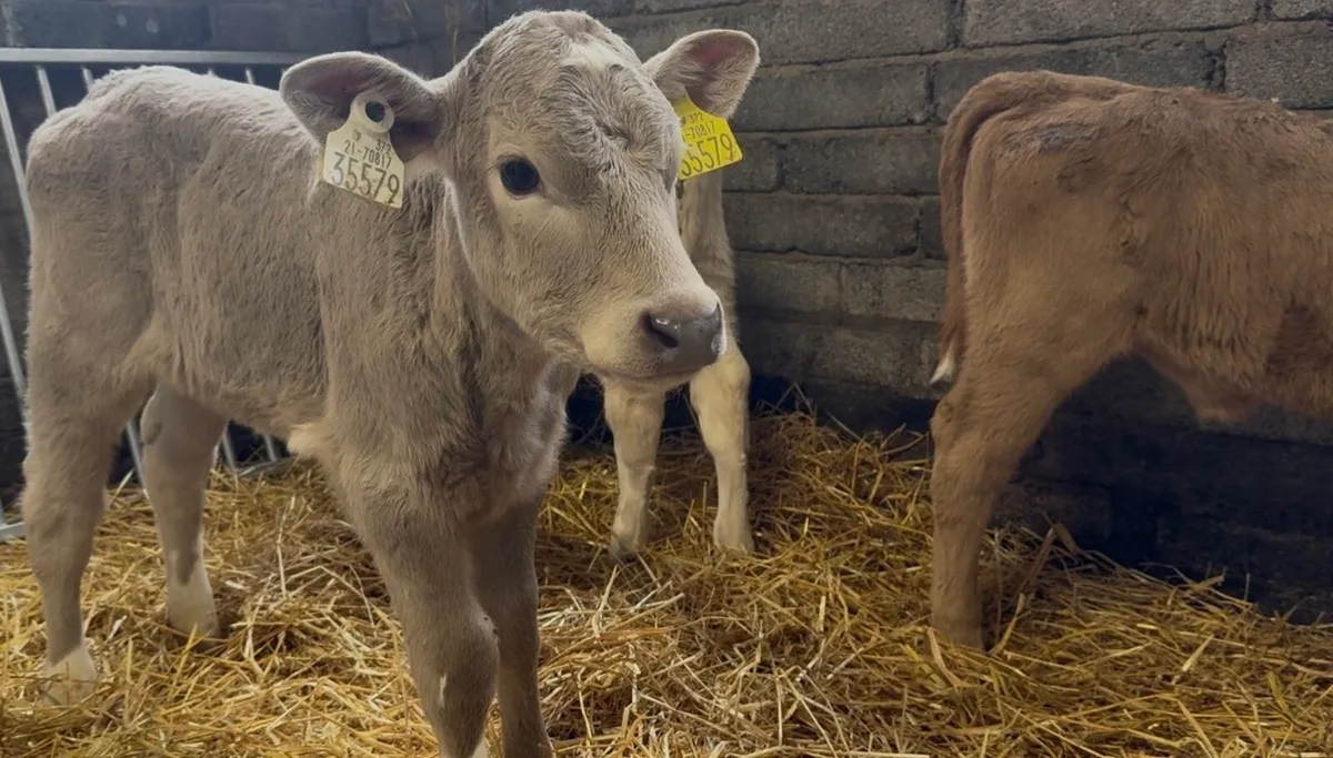 3 char heifer calves - Image 3