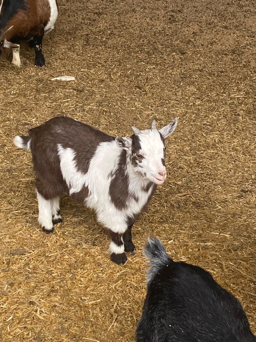 Male pygmy kids - Image 2