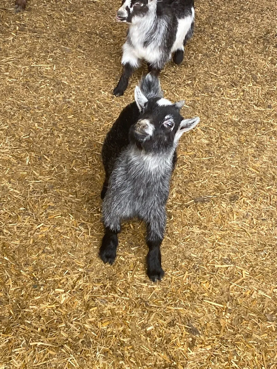 Male pygmy kids - Image 4