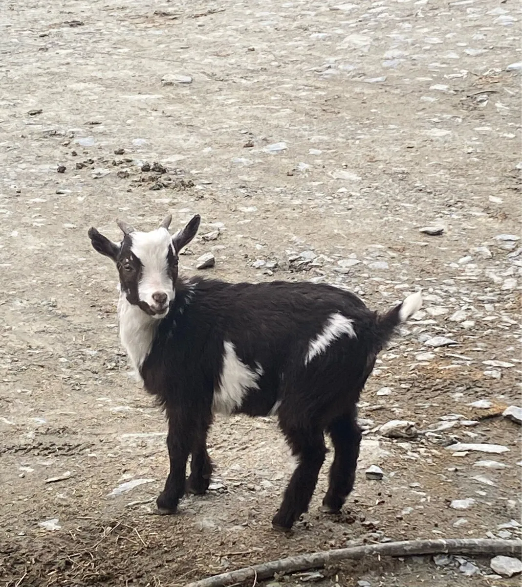 Male pygmy kids - Image 1
