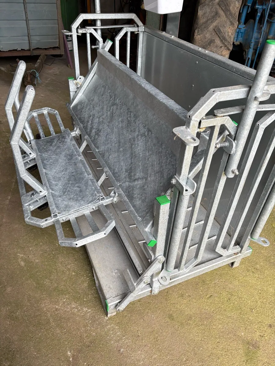 Sheep turn over crate - Image 2