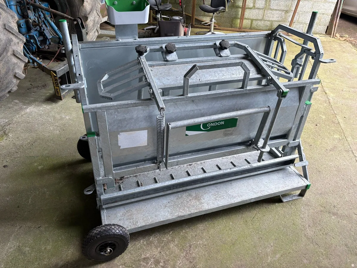 Sheep turn over crate - Image 1