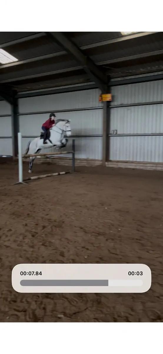 16.2 Horse - Image 3