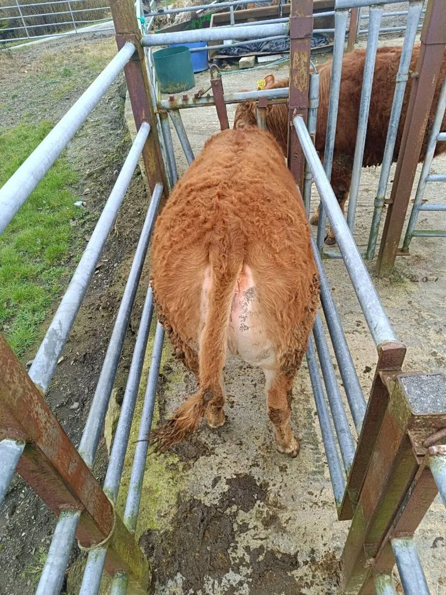 Limousine heifers - Image 1