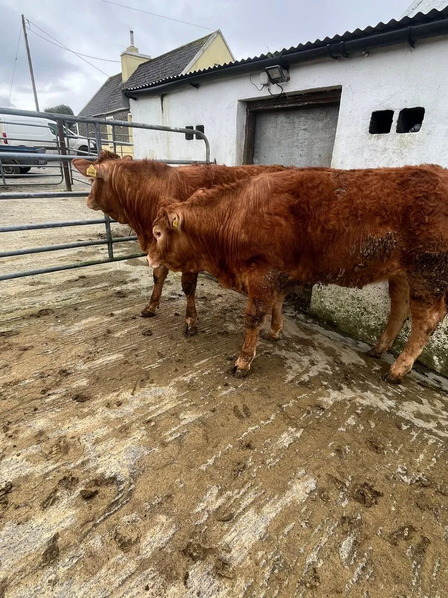 Limousine heifers - Image 2