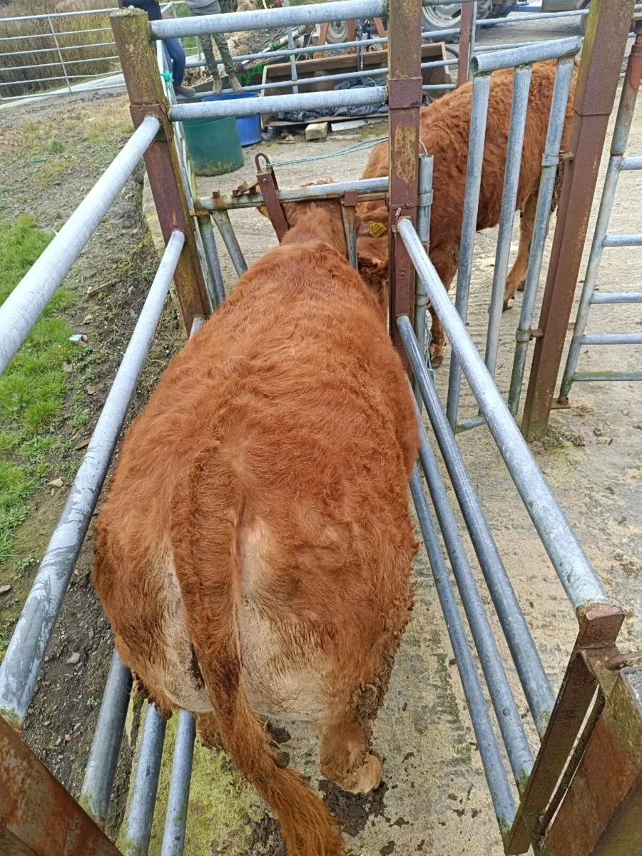 Limousine heifers - Image 4