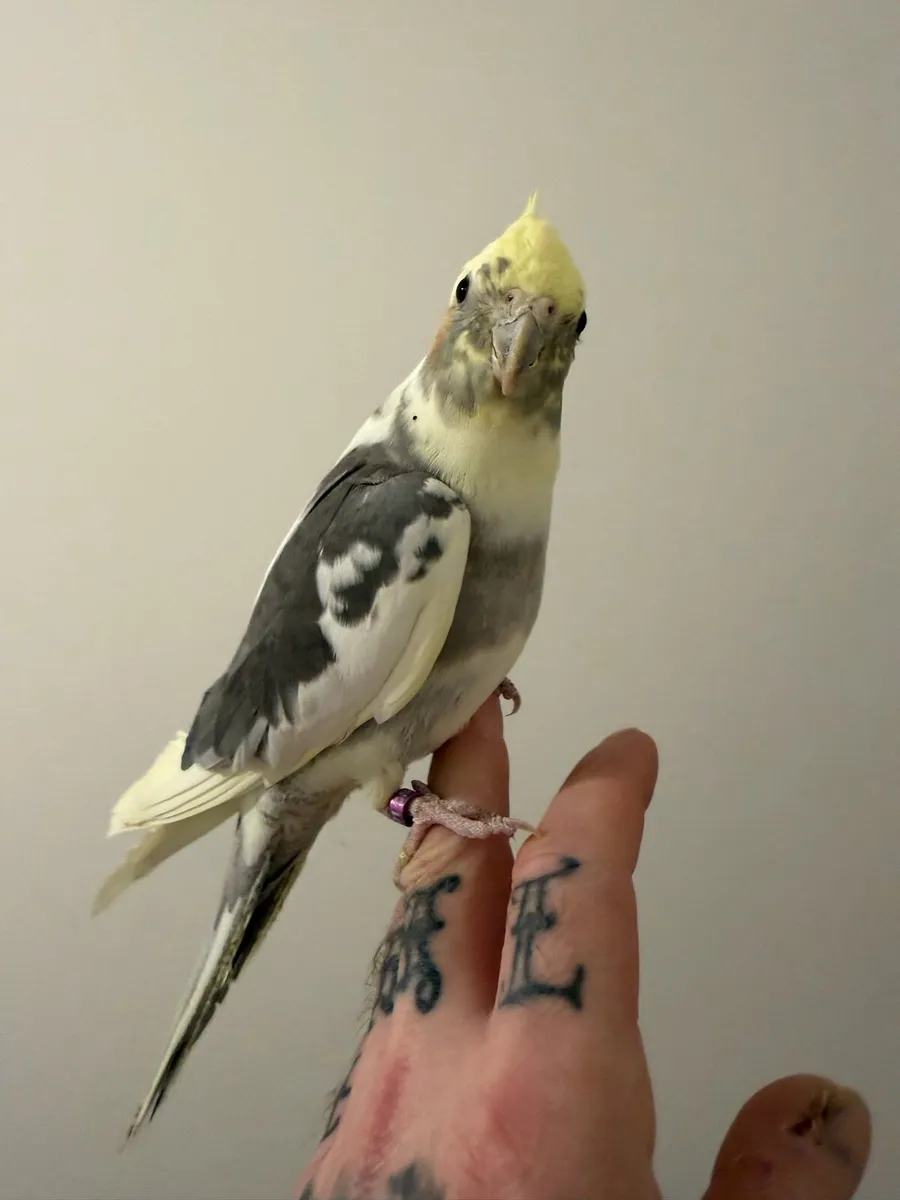 Cockatiel - Image 1