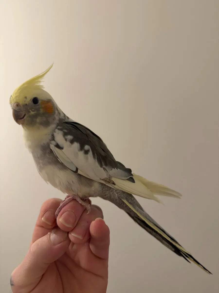 Cockatiel - Image 2