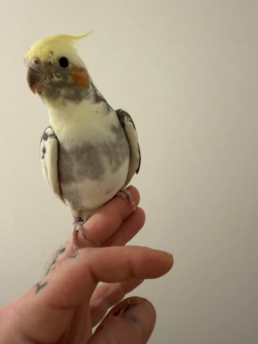 Cockatiel - Image 3