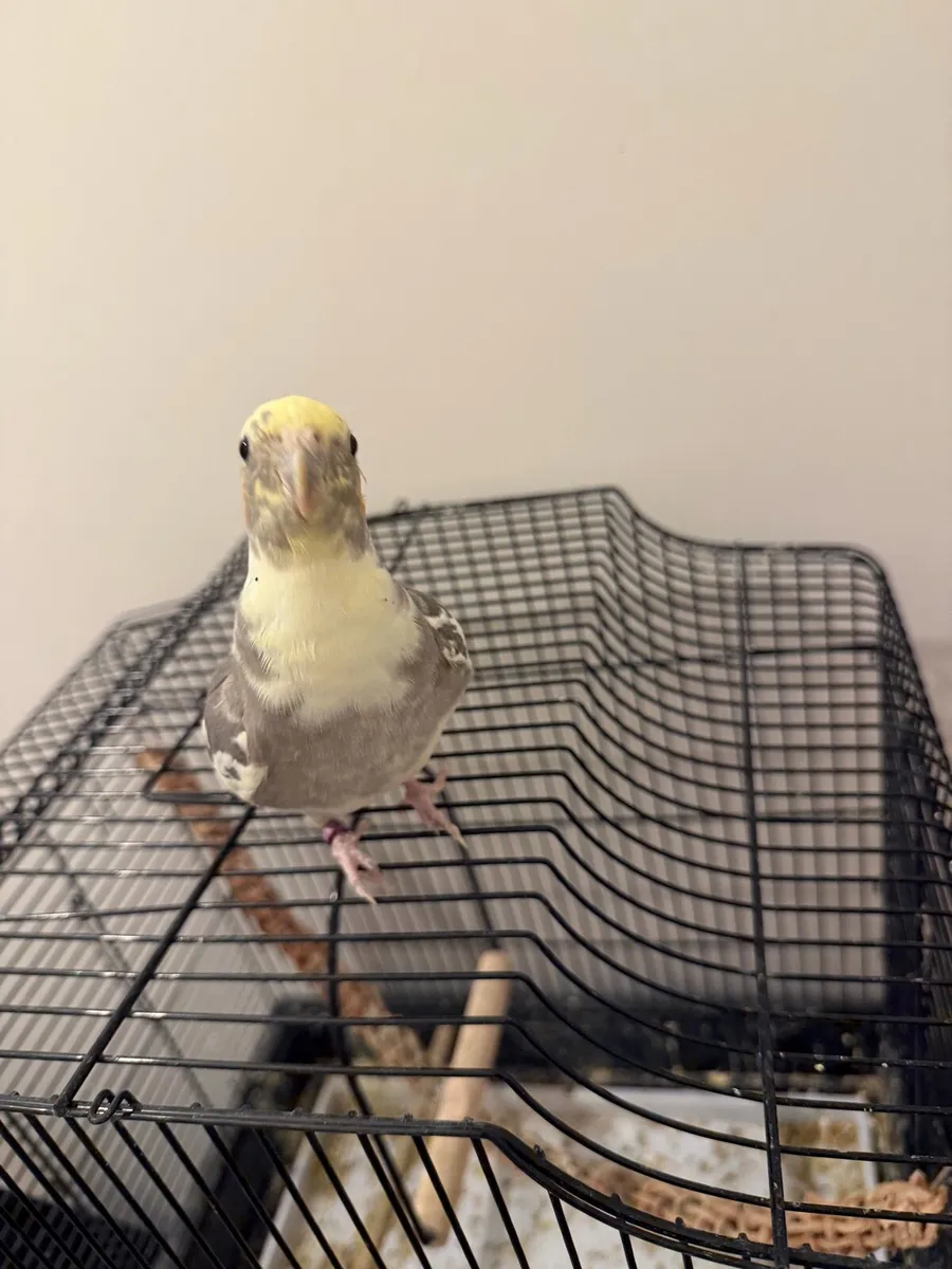 Cockatiel - Image 4