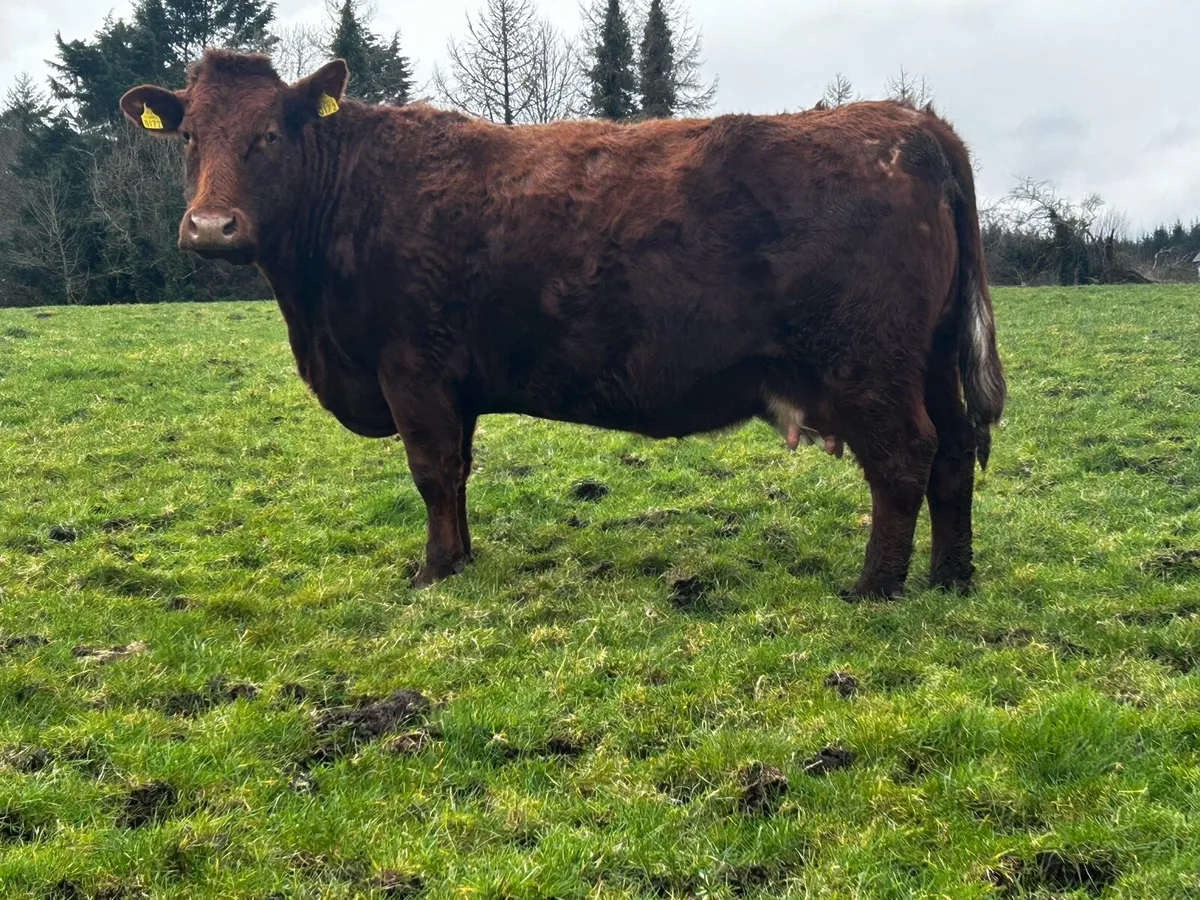 Super Saler In-Calf Cow - Image 2