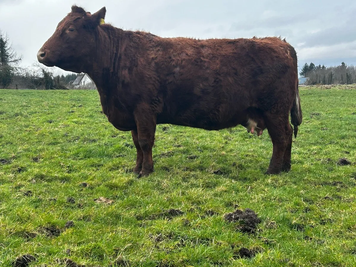 Super Saler In-Calf Cow - Image 3