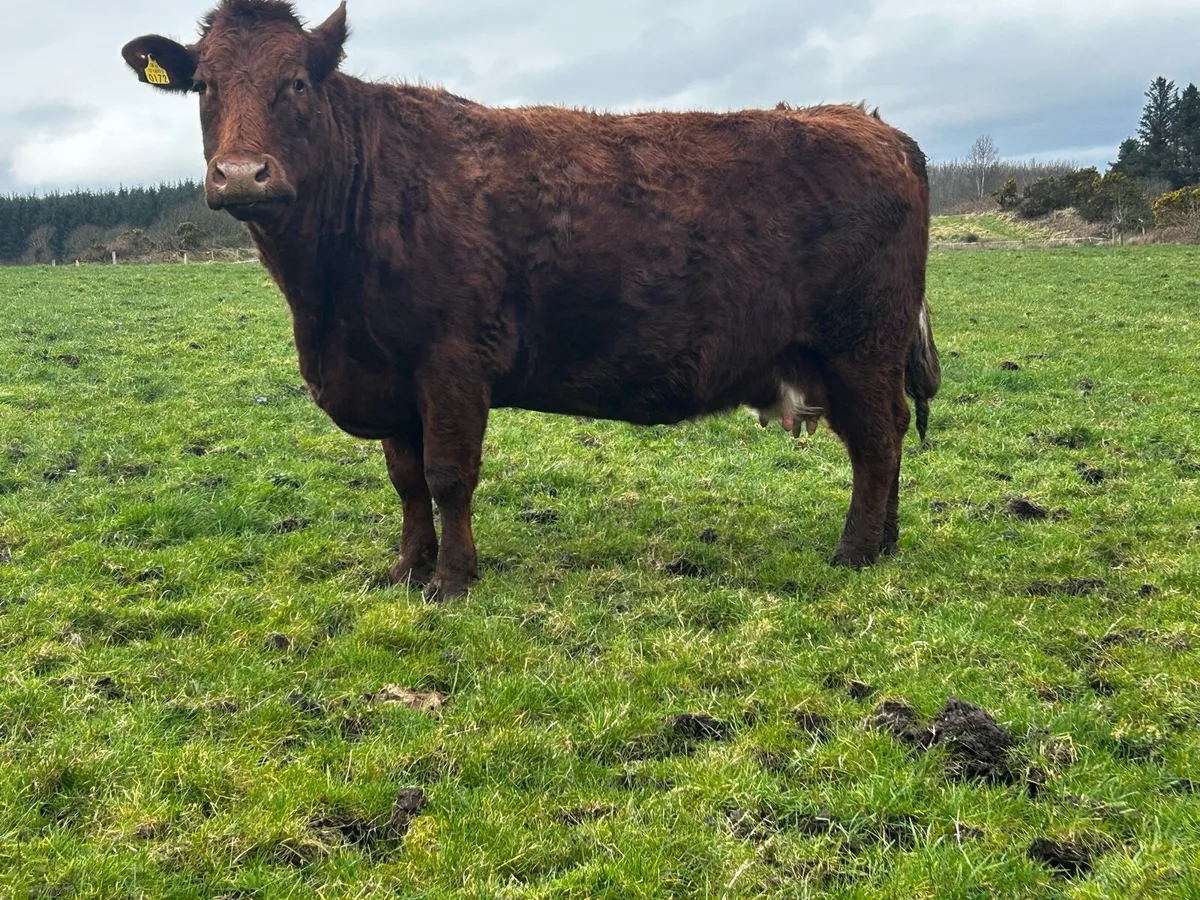 Super Saler In-Calf Cow - Image 4