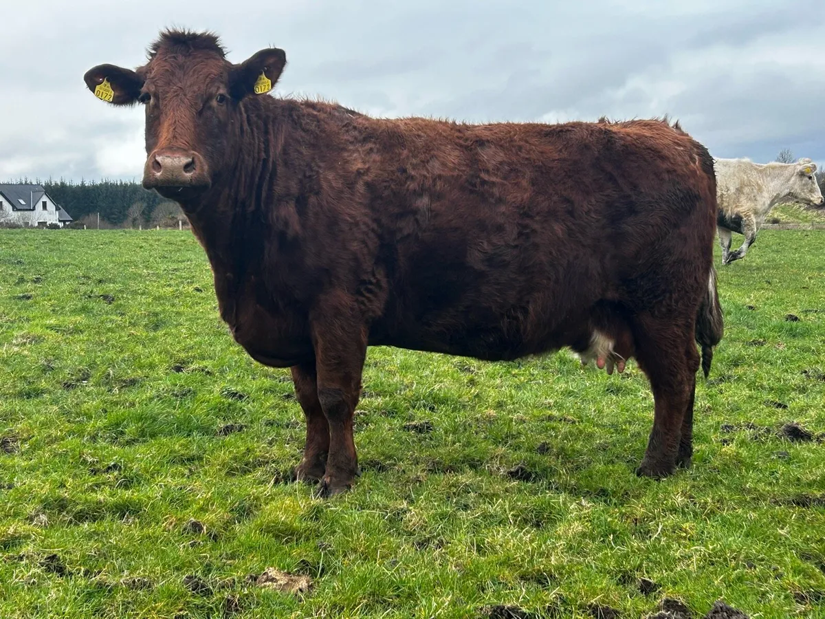 Super Saler In-Calf Cow - Image 1