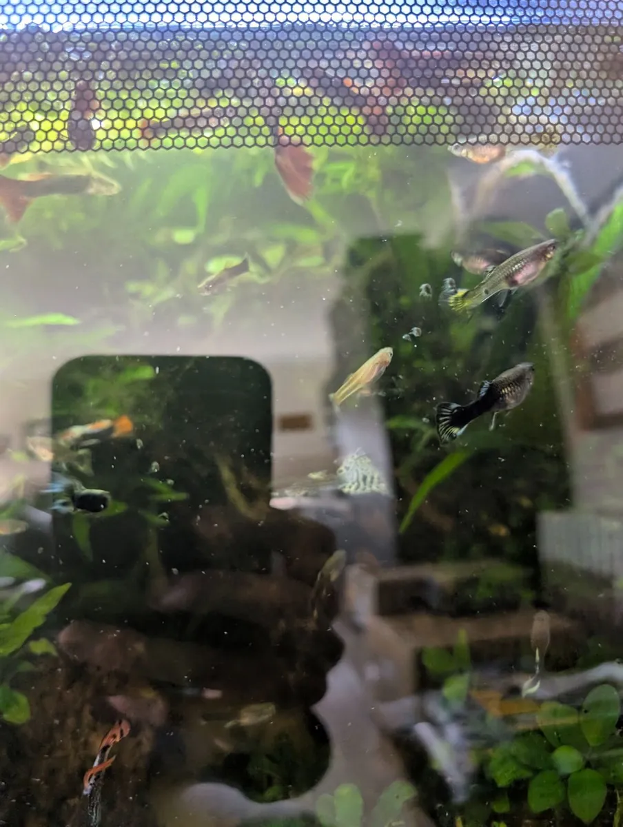 Fluval flex 57 - Image 3