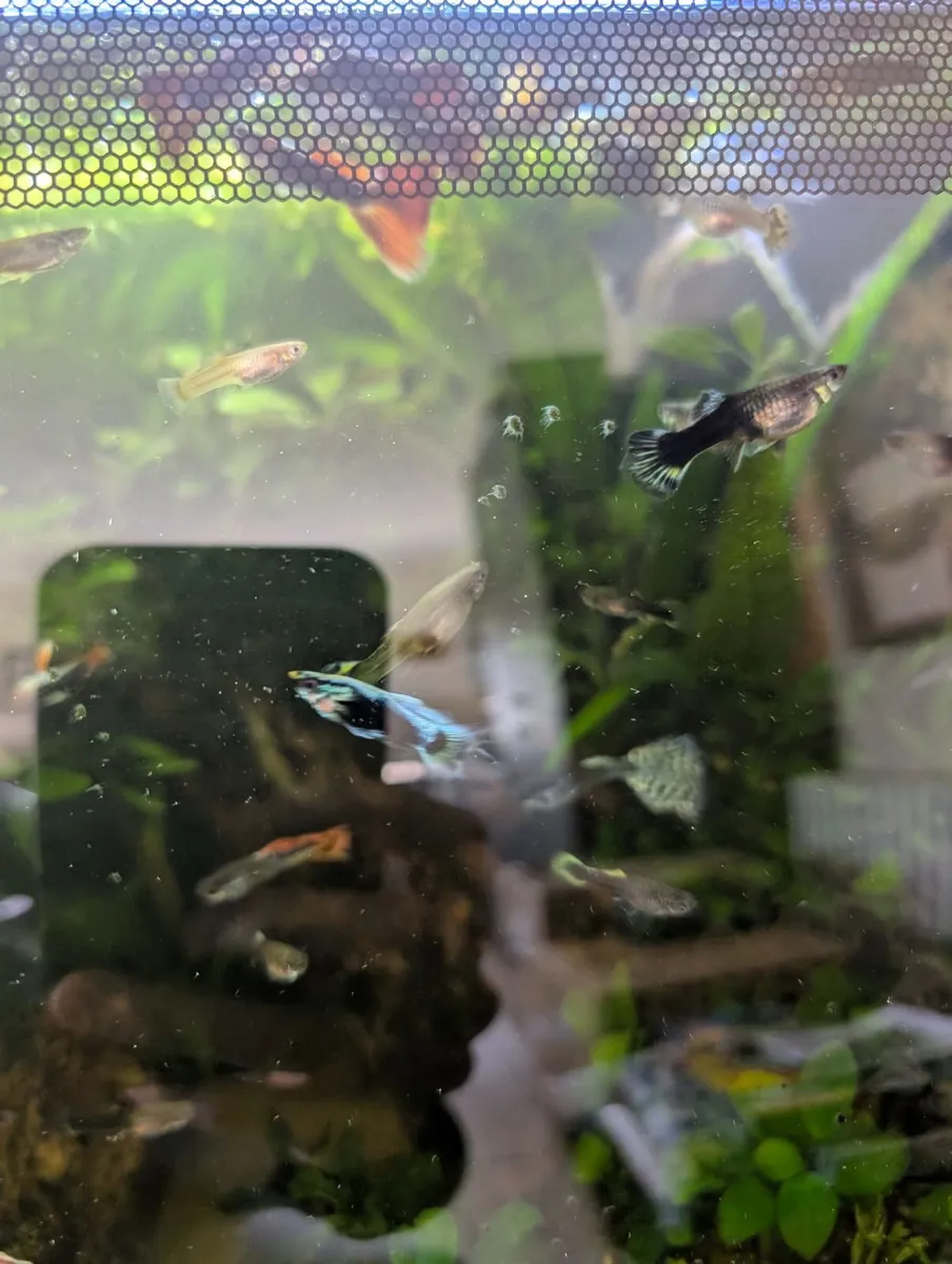 Fluval flex 57 - Image 1
