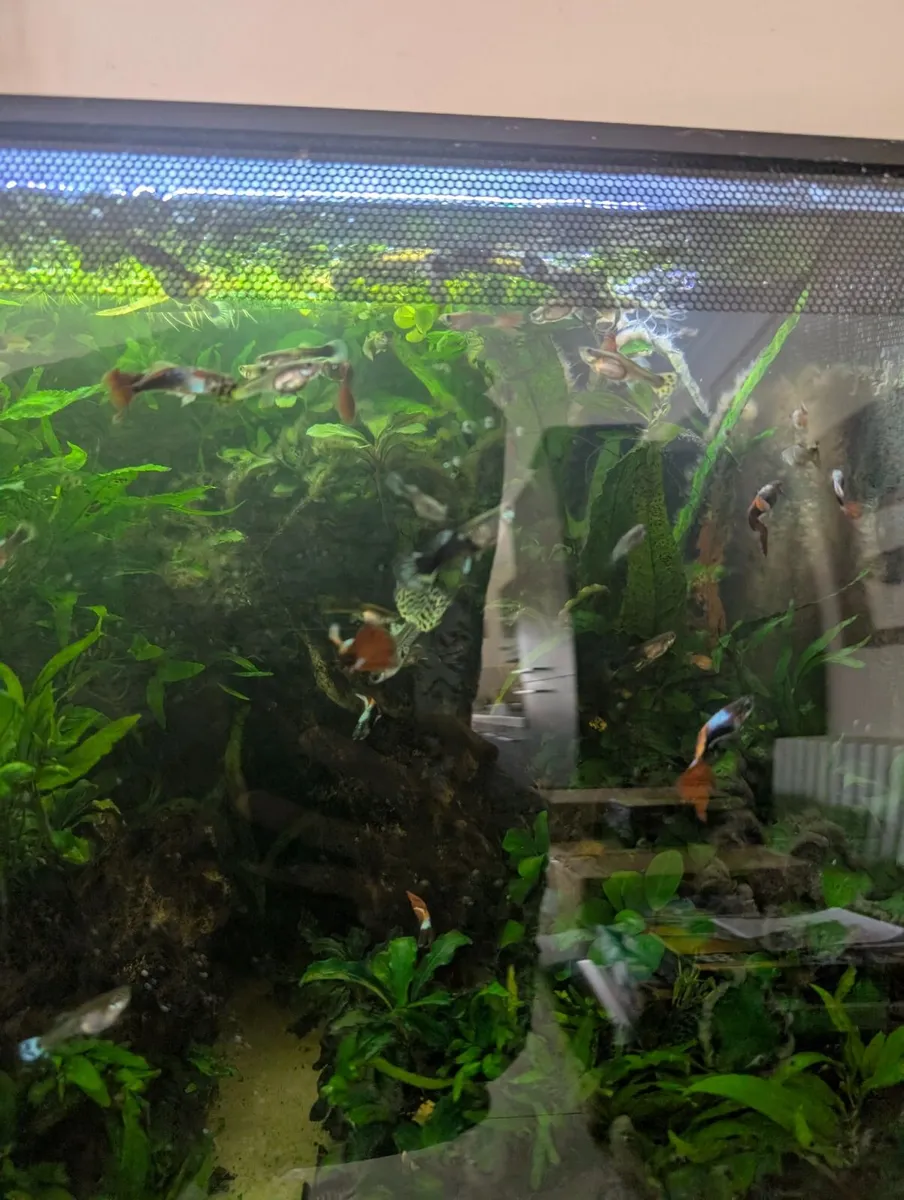 Fluval flex 57 - Image 2