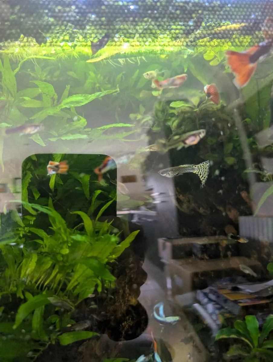 Fluval flex 57 - Image 3
