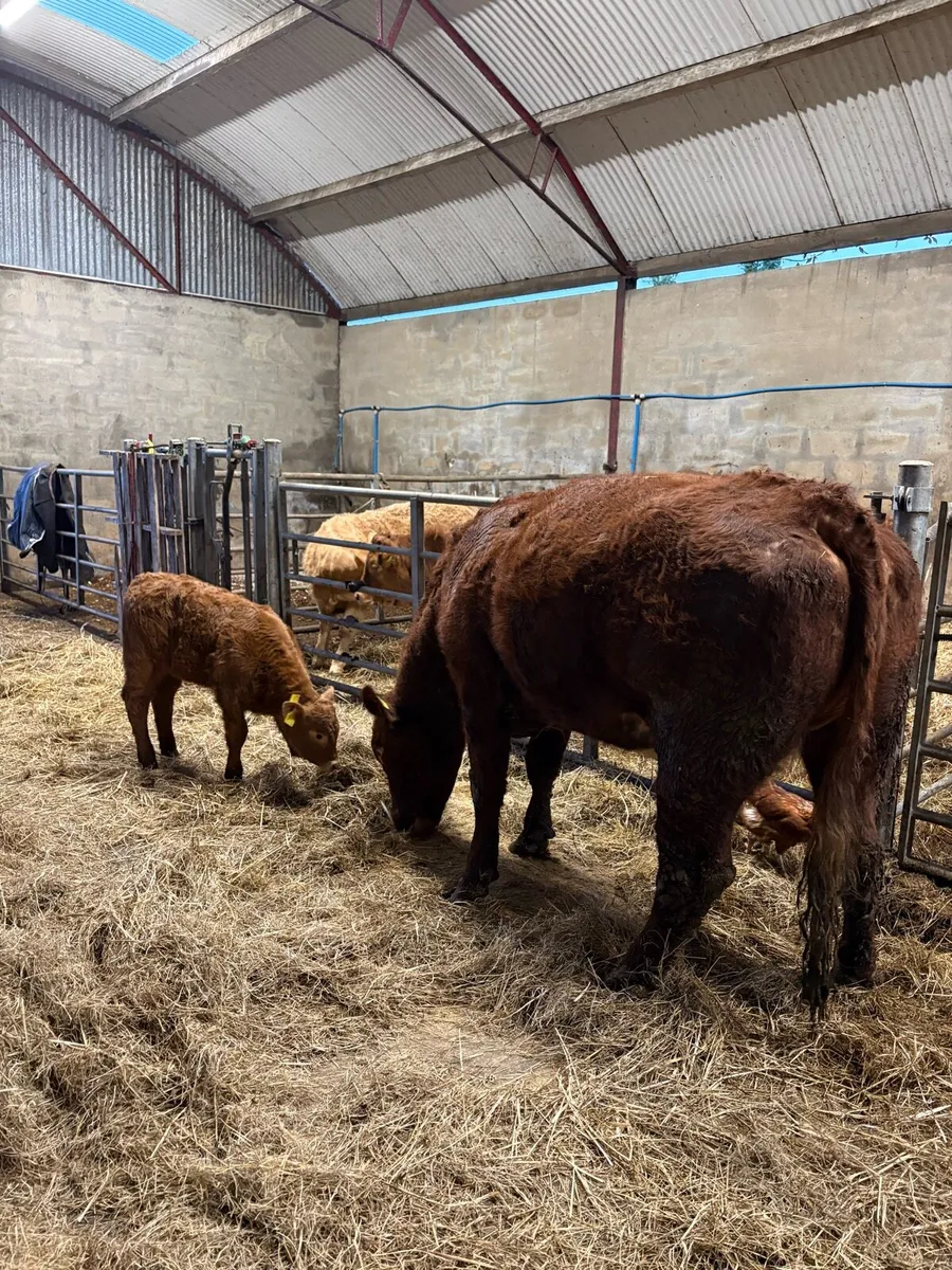 Limx cow with Charalios heifer calf at foot - Image 1