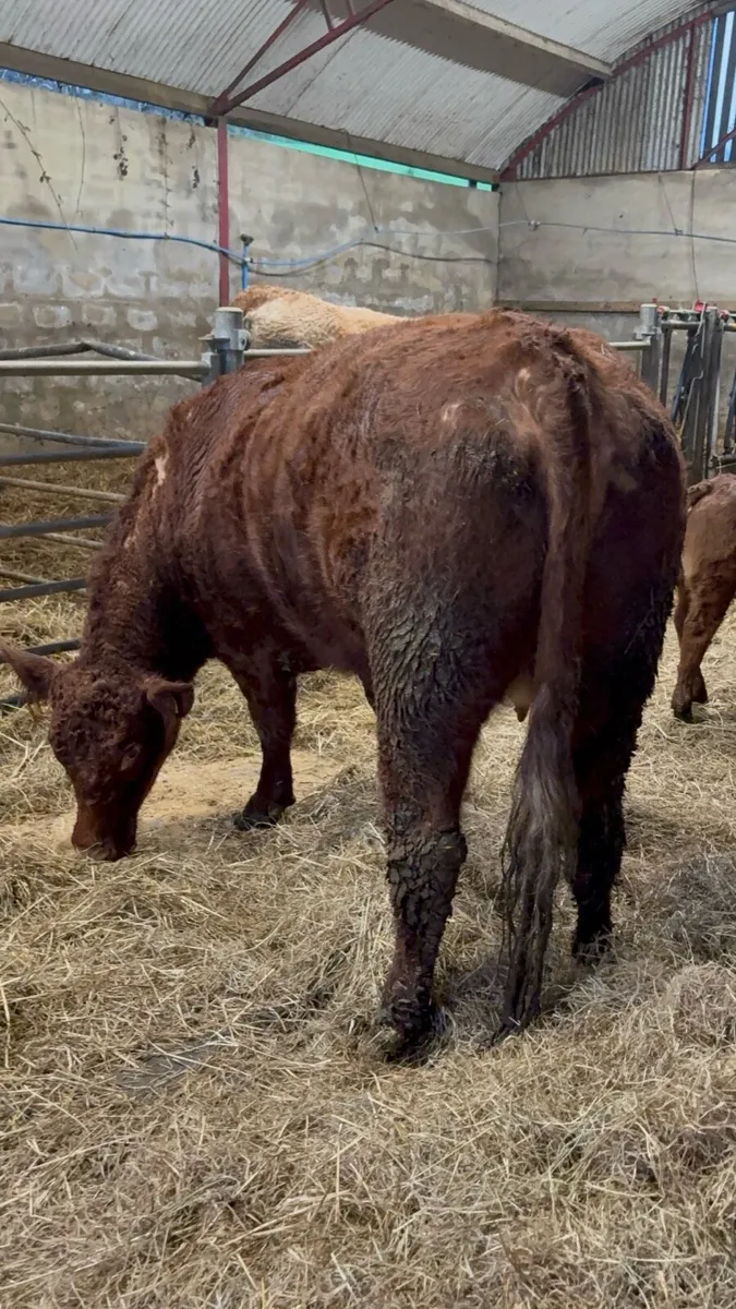 Limx cow with Charalios heifer calf at foot - Image 2