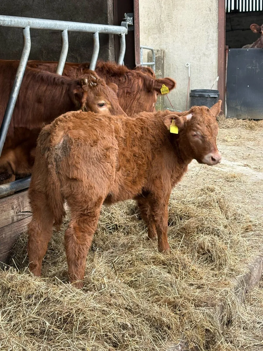 Limx cow with Charalios heifer calf at foot - Image 3