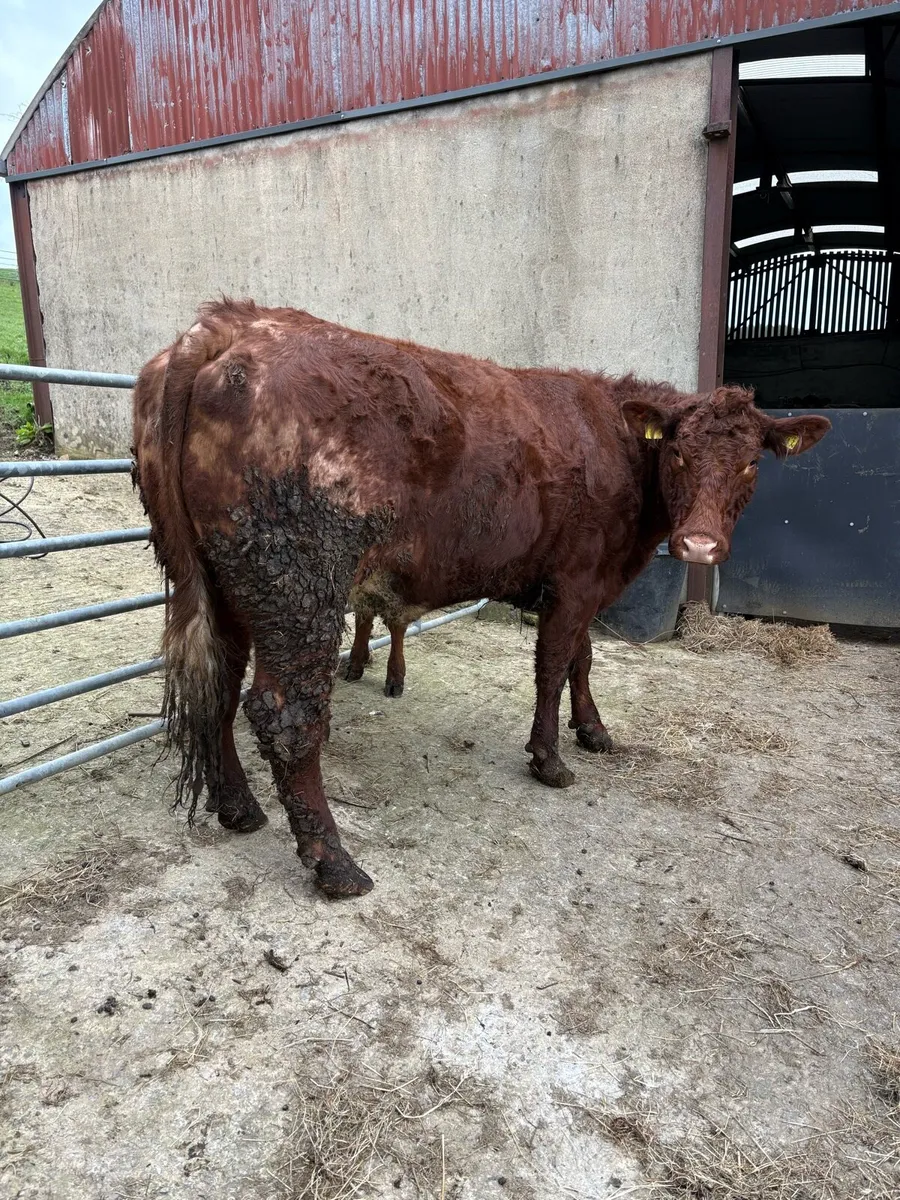 Limx cow with Charalios heifer calf at foot - Image 4