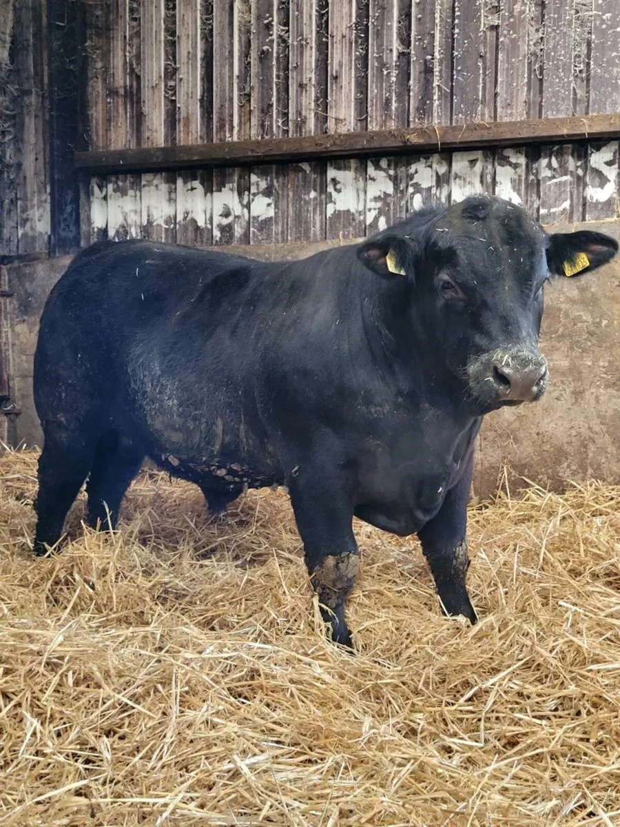 ⭐ Pedigree Aberdeen Angus Bulls⭐ - Image 1