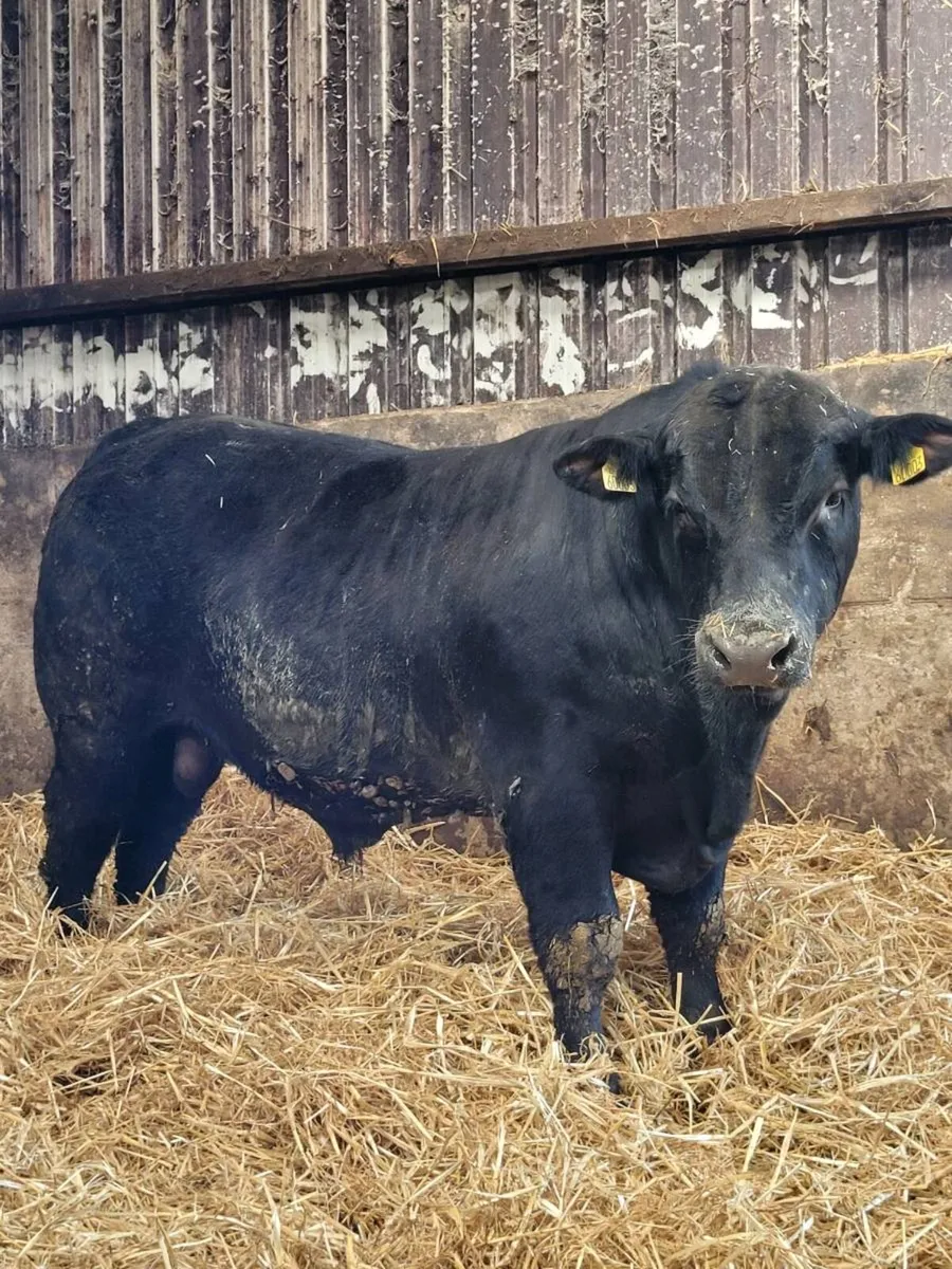 ⭐ Pedigree Aberdeen Angus Bulls⭐ - Image 2