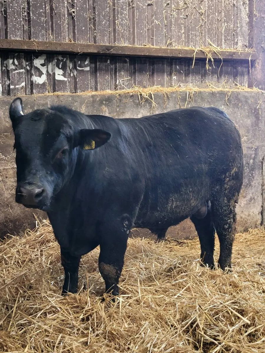 ⭐ Pedigree Aberdeen Angus Bulls⭐ - Image 3