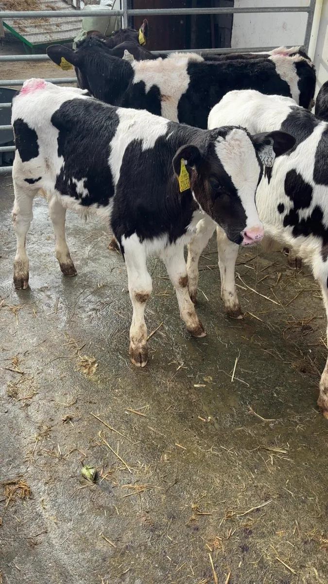 Strong Fr Bull Calves - Image 3