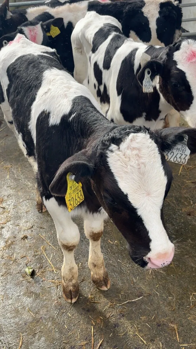 Strong Fr Bull Calves - Image 1