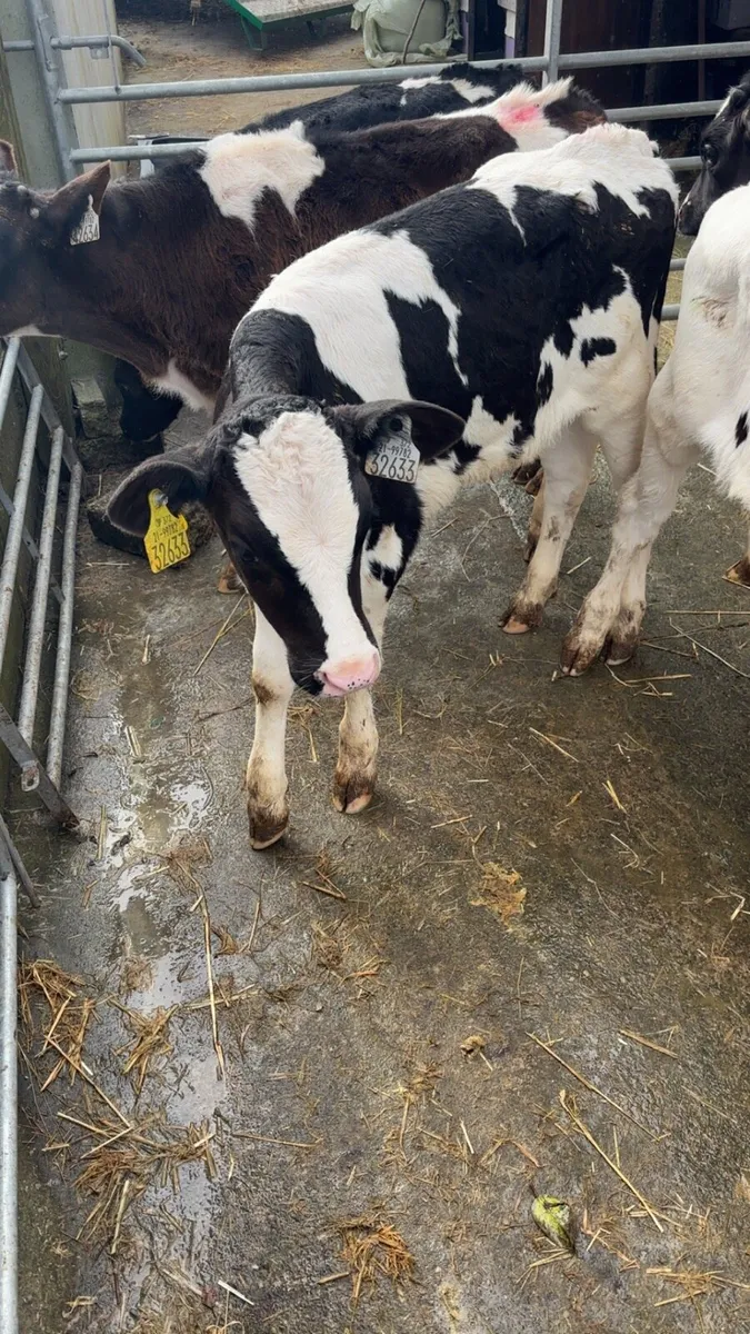 Strong Fr Bull Calves - Image 4