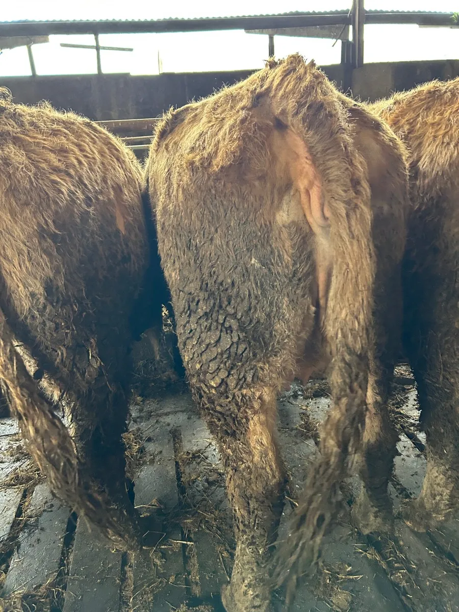 In calf heifers - Image 2