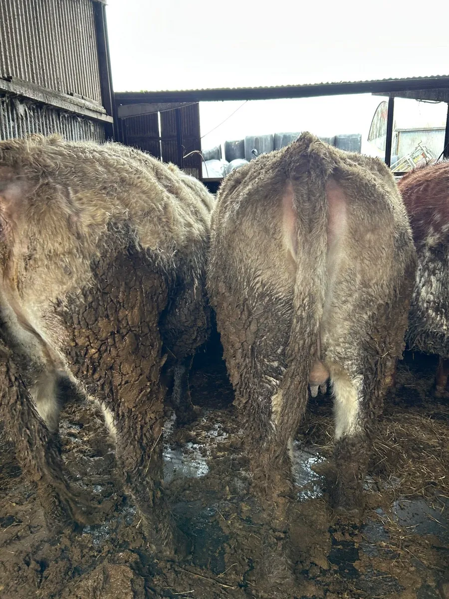 In calf heifers - Image 3