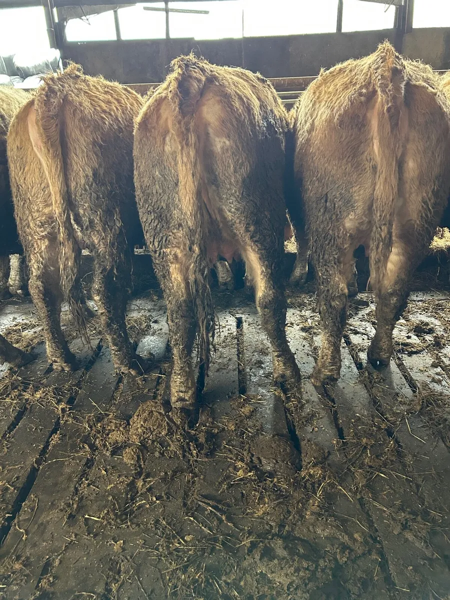 In calf heifers - Image 4