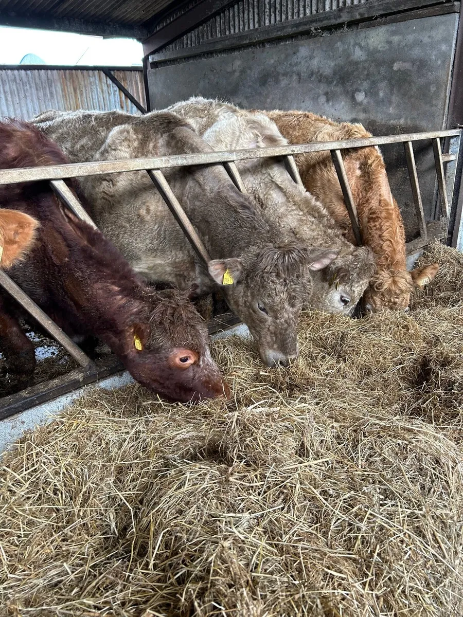 In calf heifers - Image 1